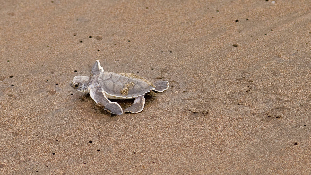 Schildpad in Tortuguero National Park