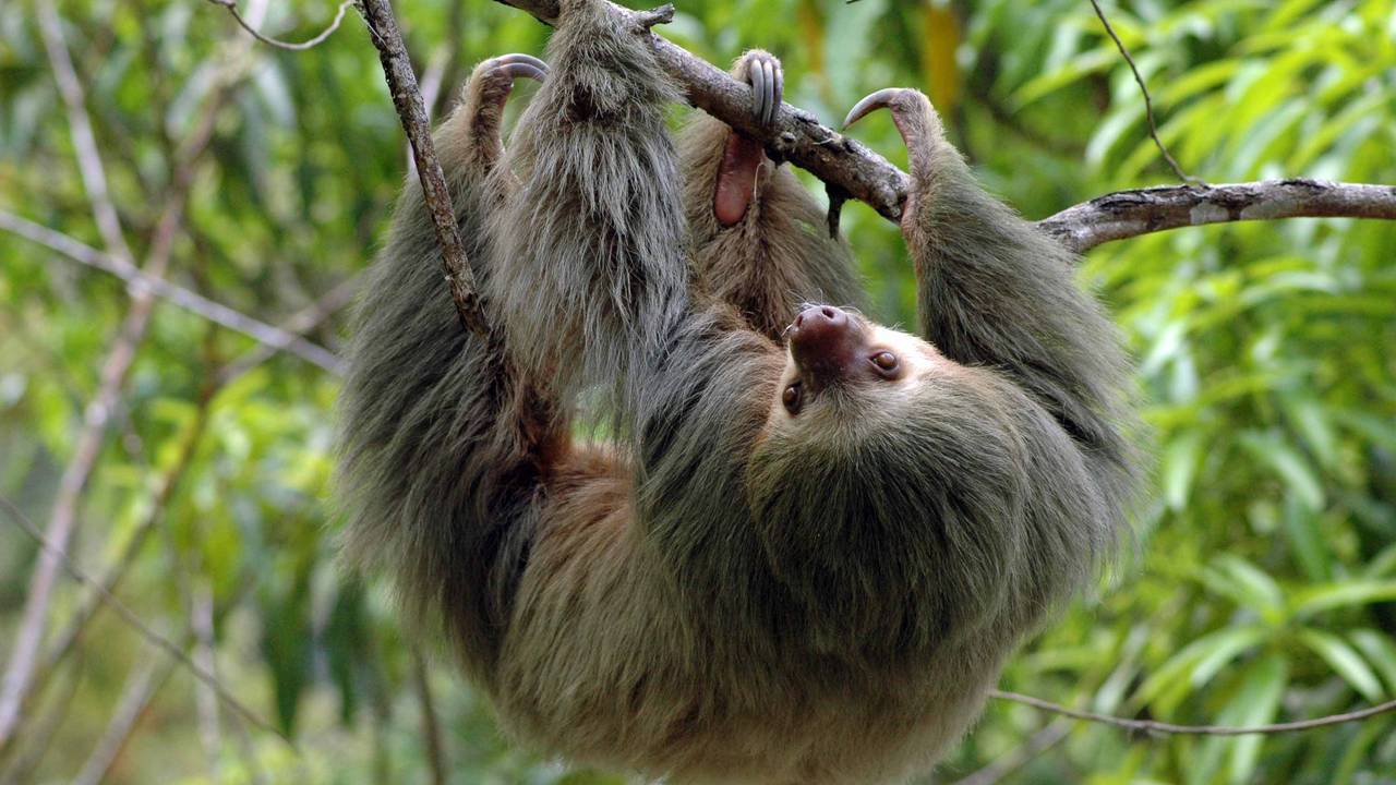 Luiaard spotten in Costa Rica