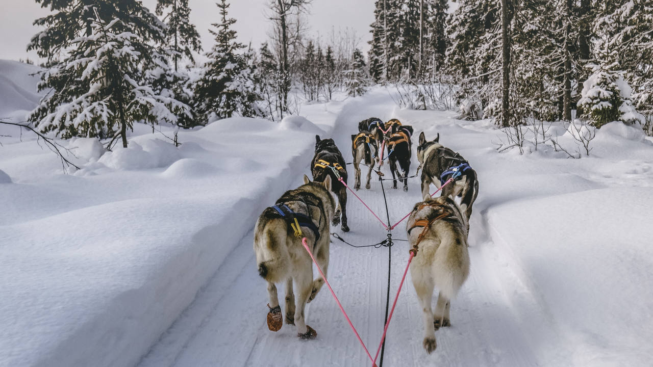 Sledetocht met husky's