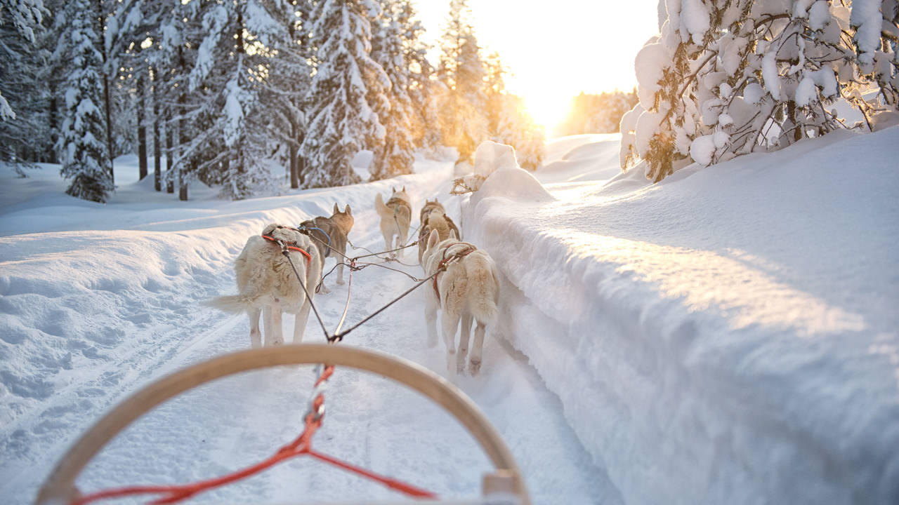 Huskytocht door de sneeuw