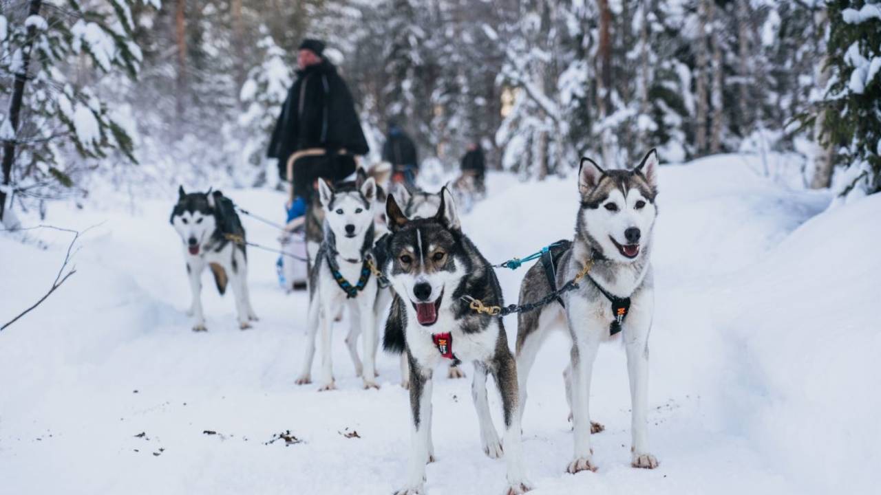 Husky safari in Rovaniemi