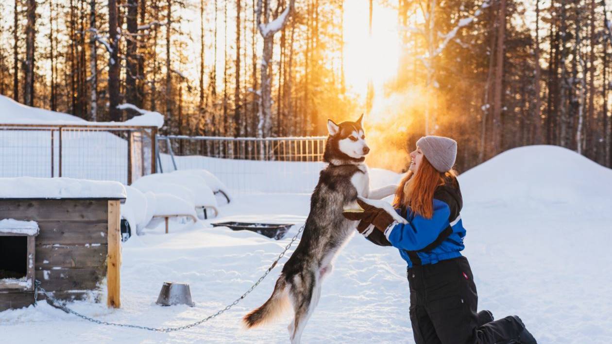 Husky knuffel, Fins Lapland