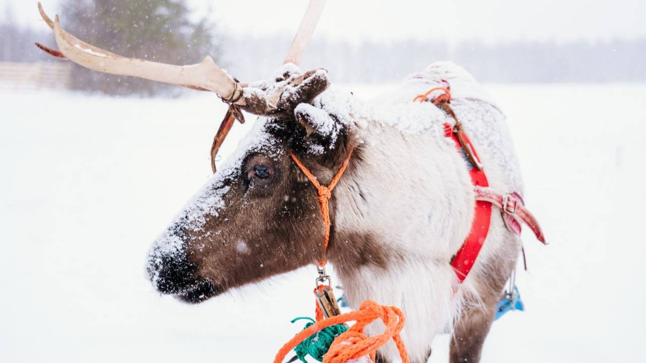 Rendierslee tocht in Rovaniemi