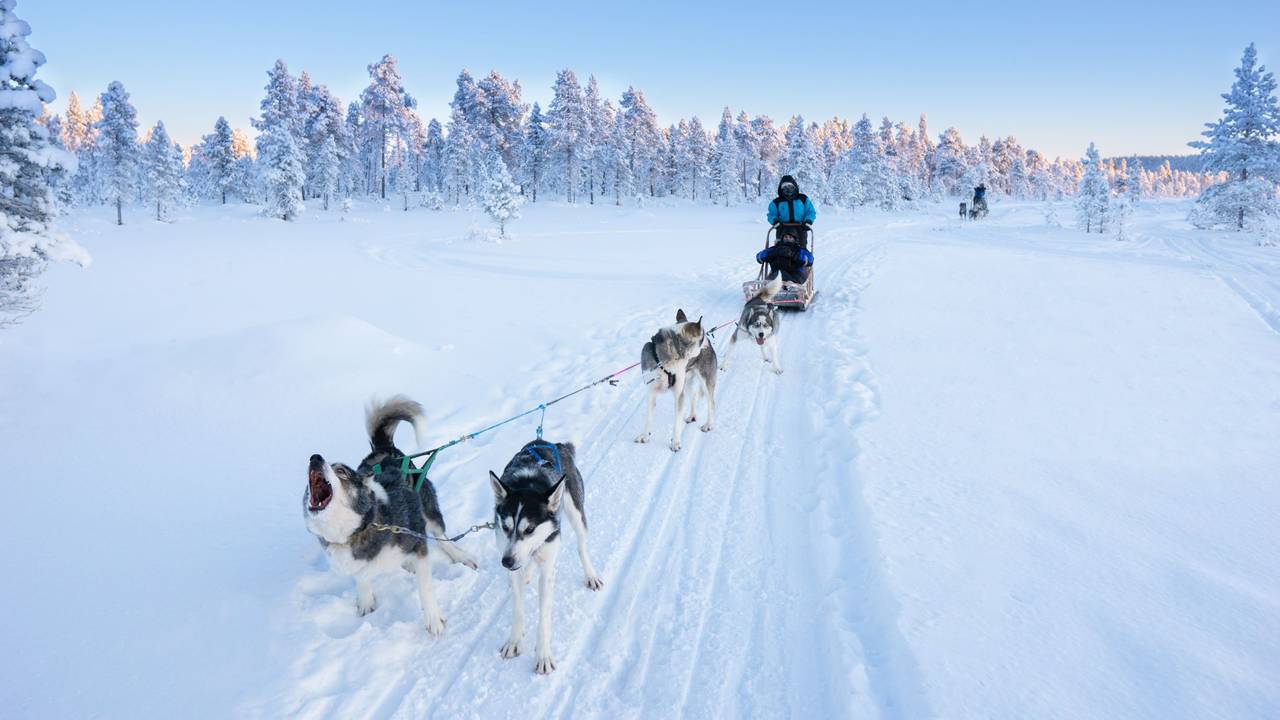 Huskytocht in Inari