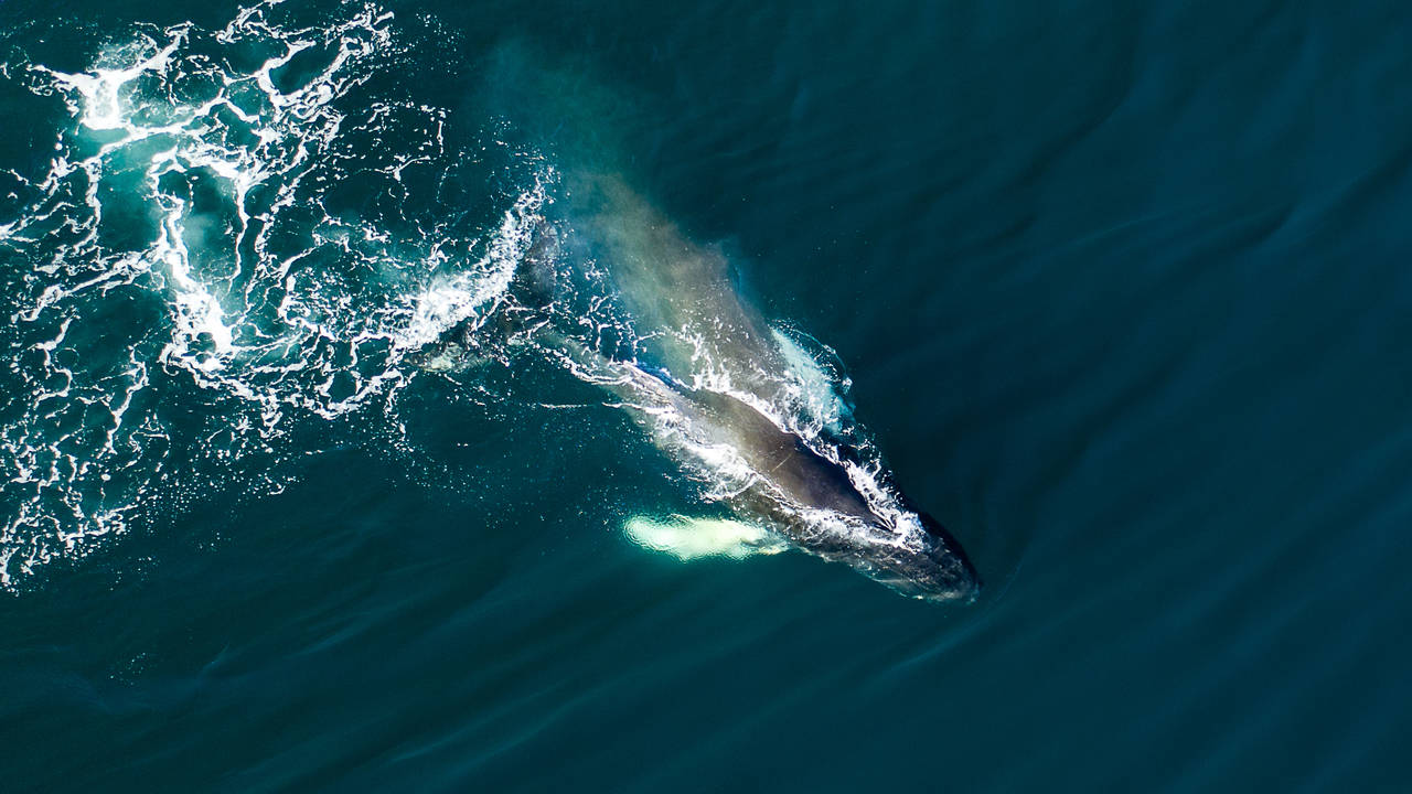 Walvissen spotten bij Húsavík