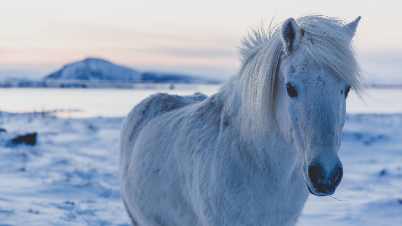 Myvatn