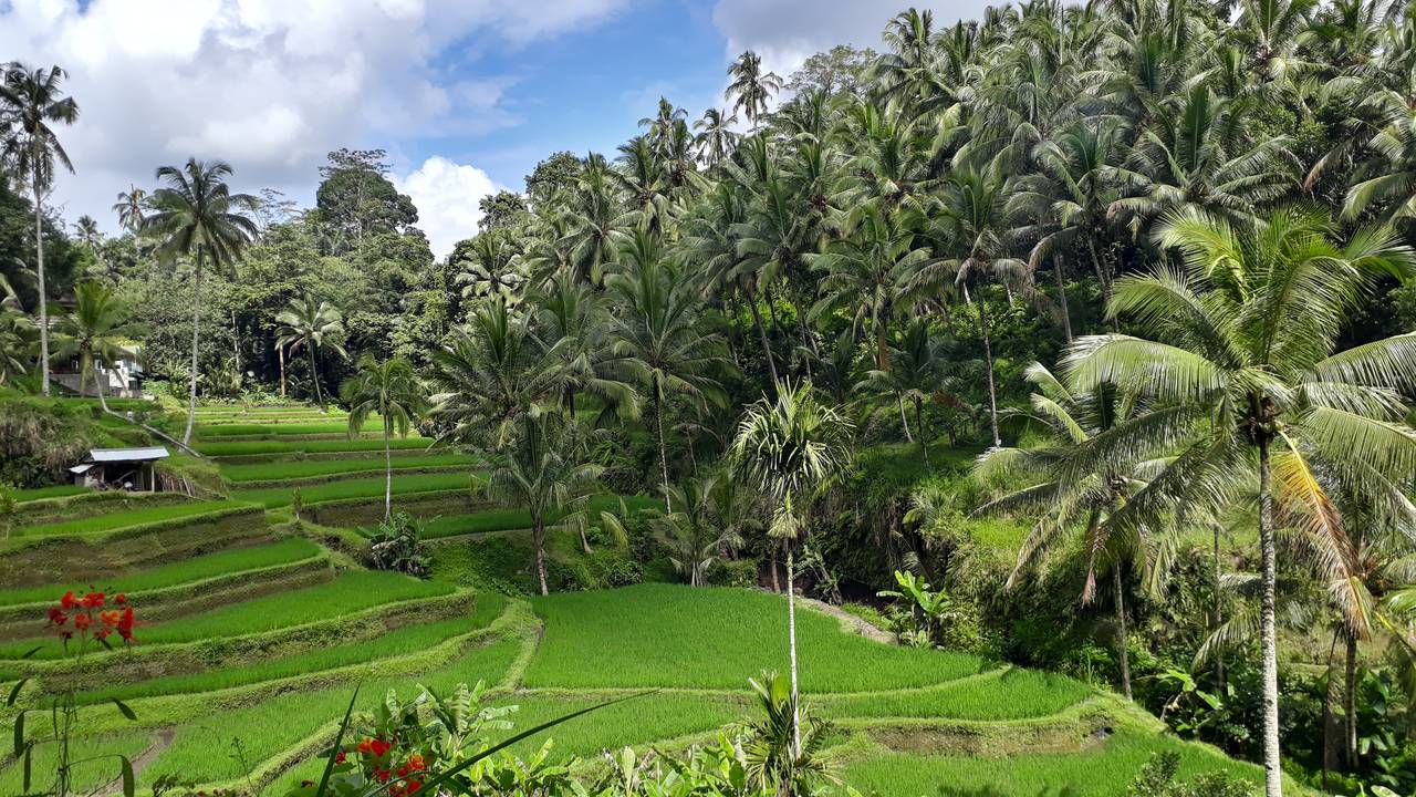 Tegalalang rijstterrassen