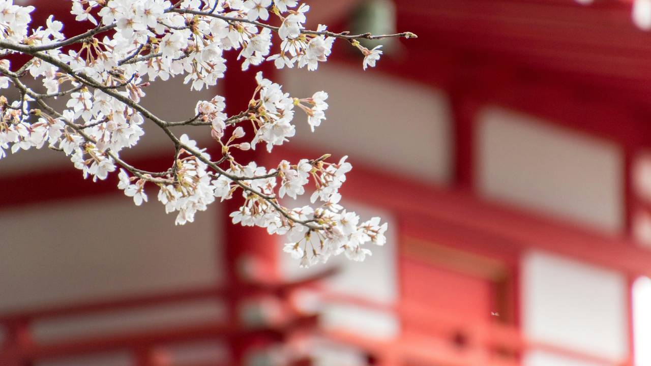 Kersenbloesem in Japan