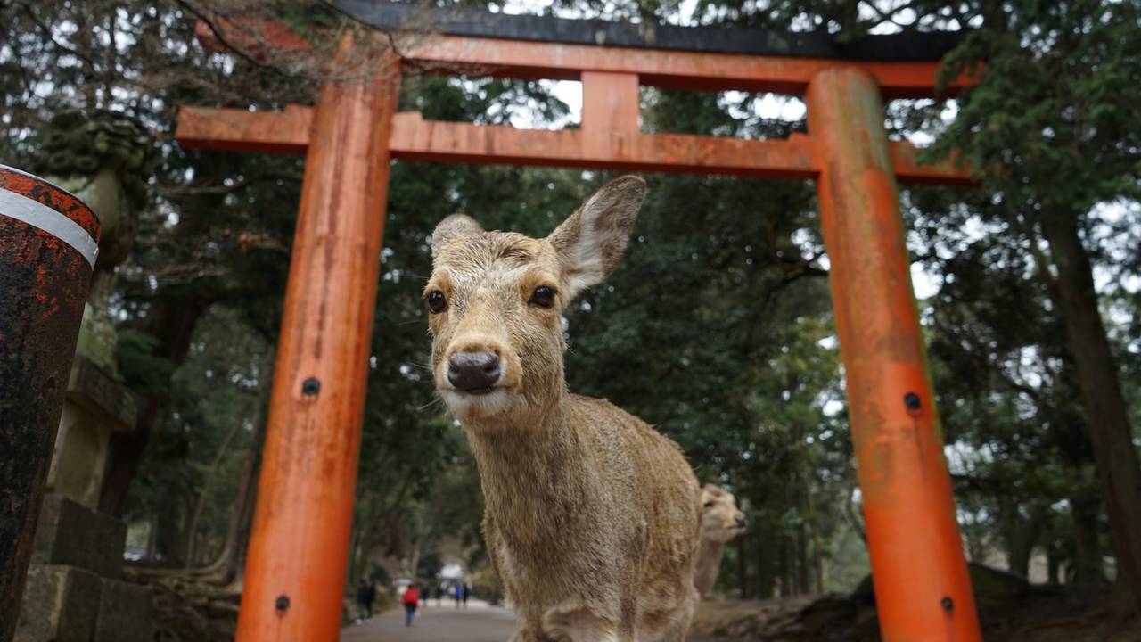 Nara herten in Japan