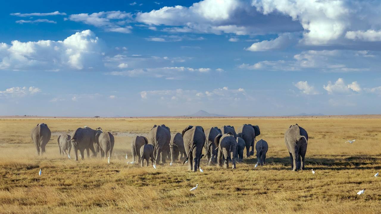 Kudde olifanten in Amboseli