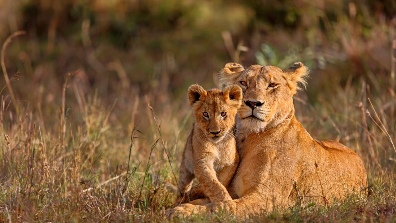 Leeuwen in Kenia