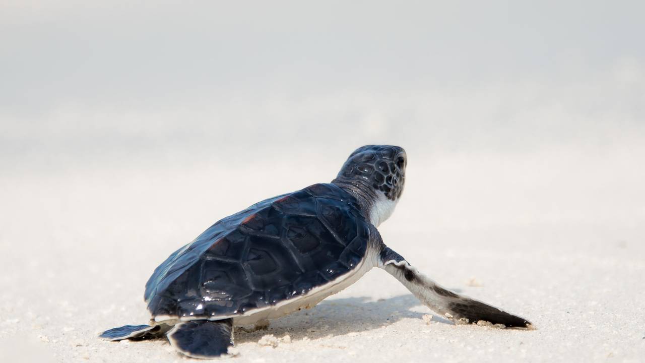 Schildpadje op de Malediven