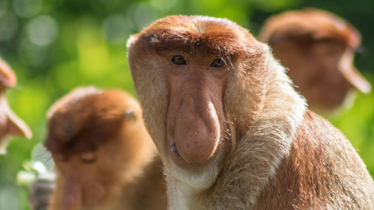 Neusaap in Sepilok, Borneo