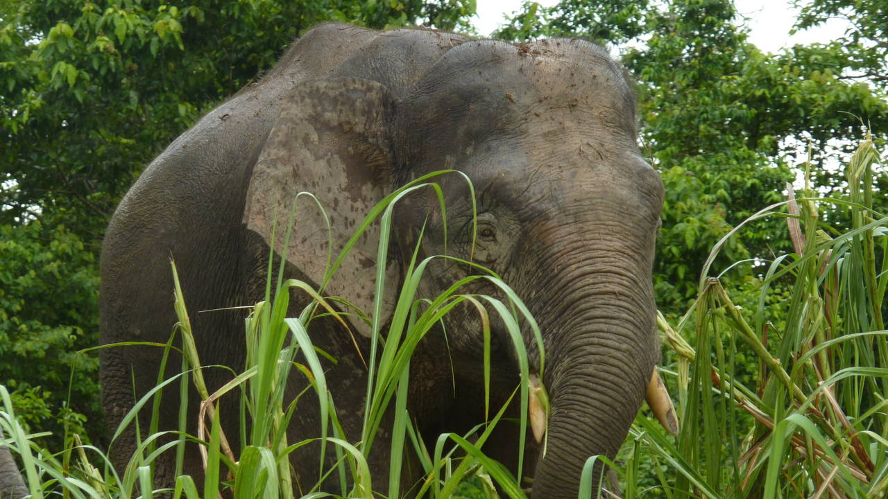 Olifant in Sukau, Borneo