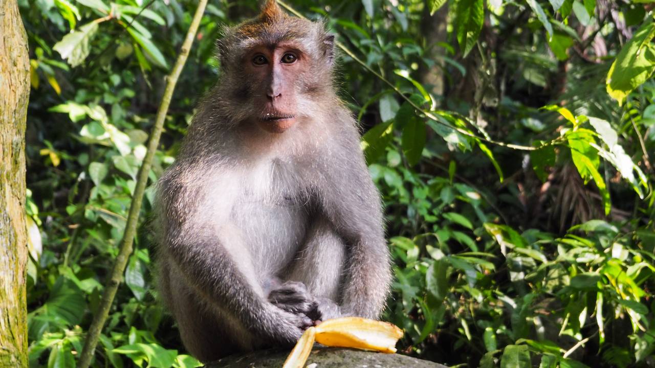 Aapje bij Batu Caves, Kuala Lumpur