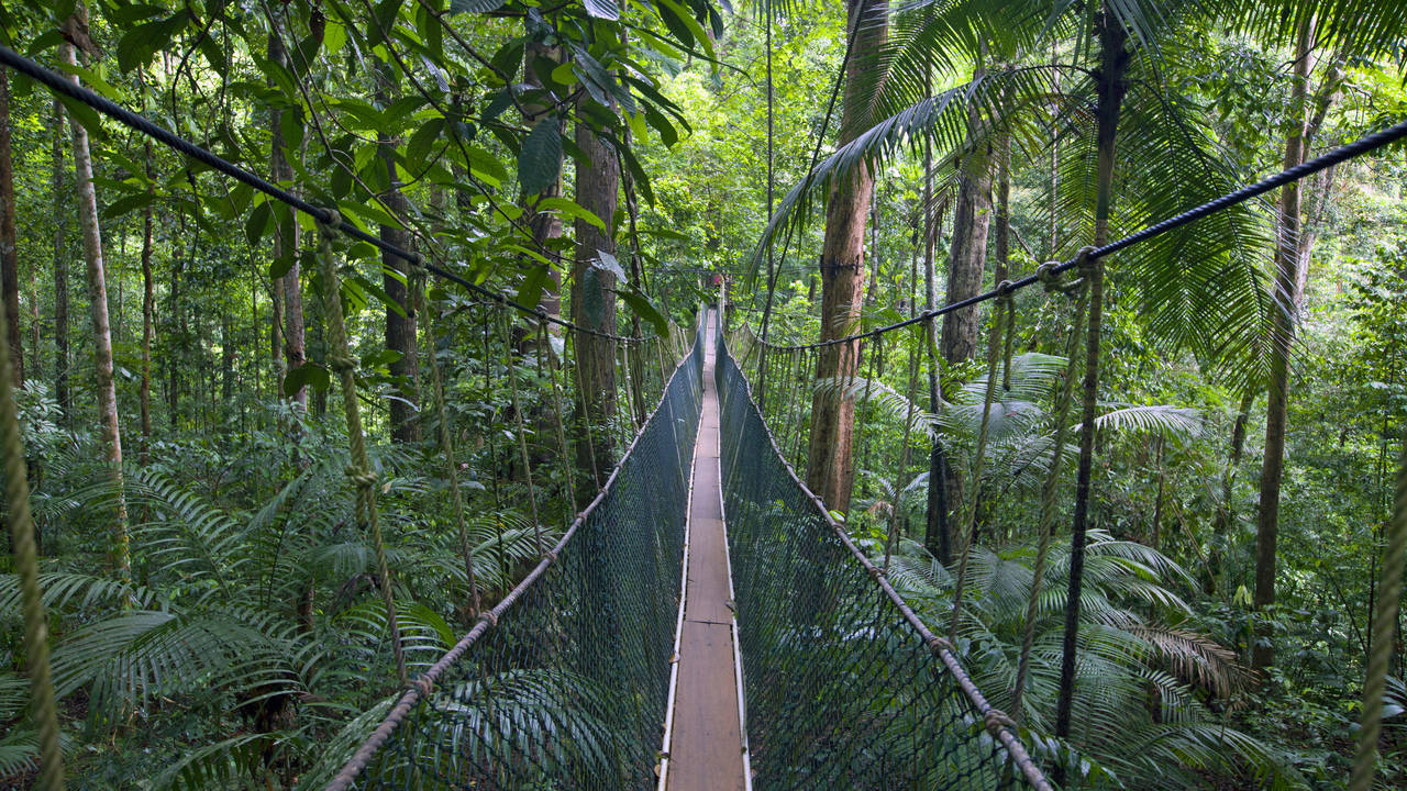 Canopy Walk, Taman Negara