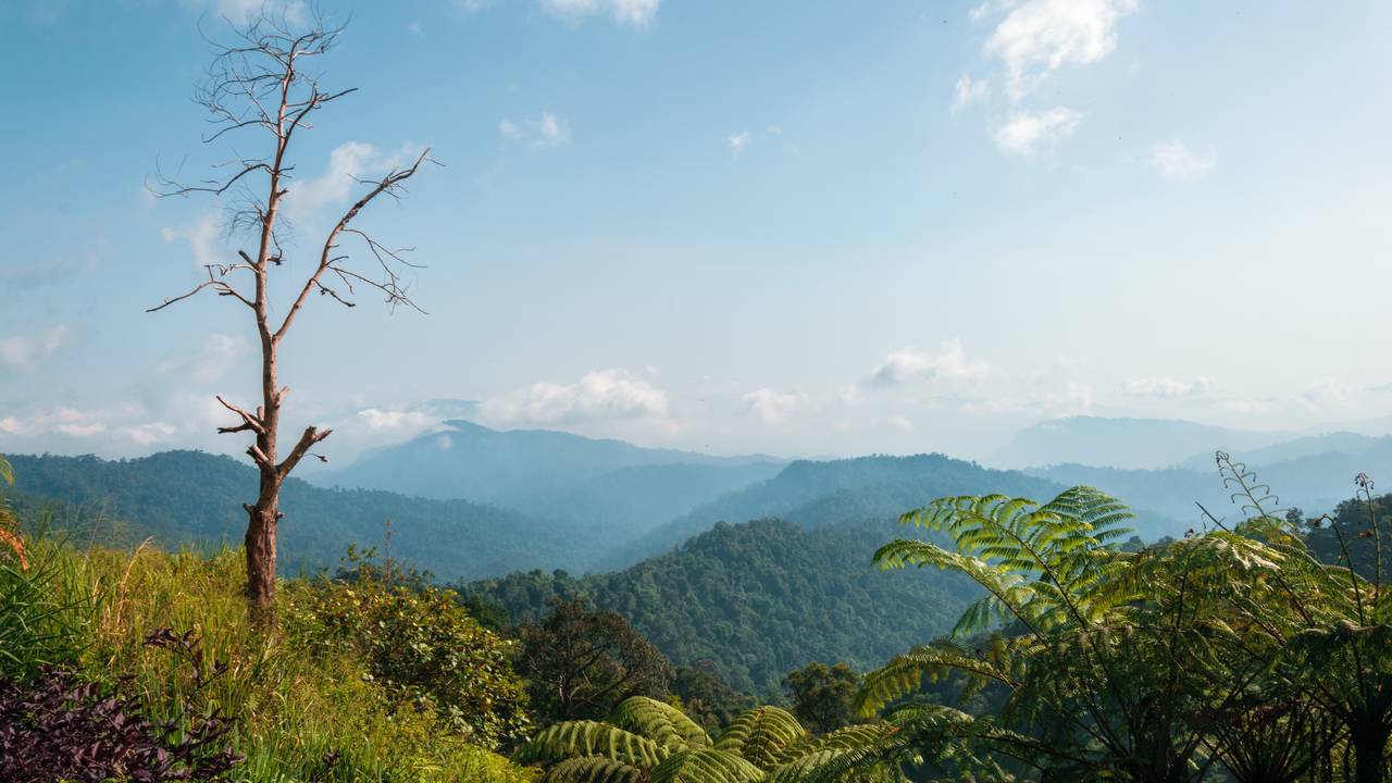 Belum Rainforest