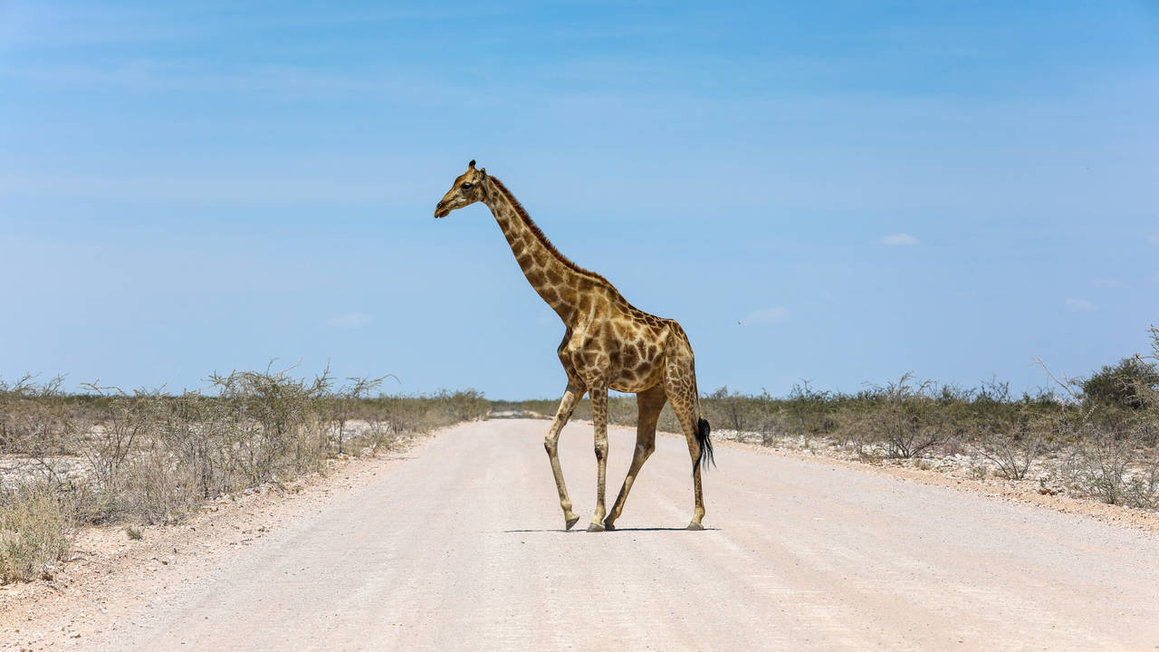Giraf in Etosha