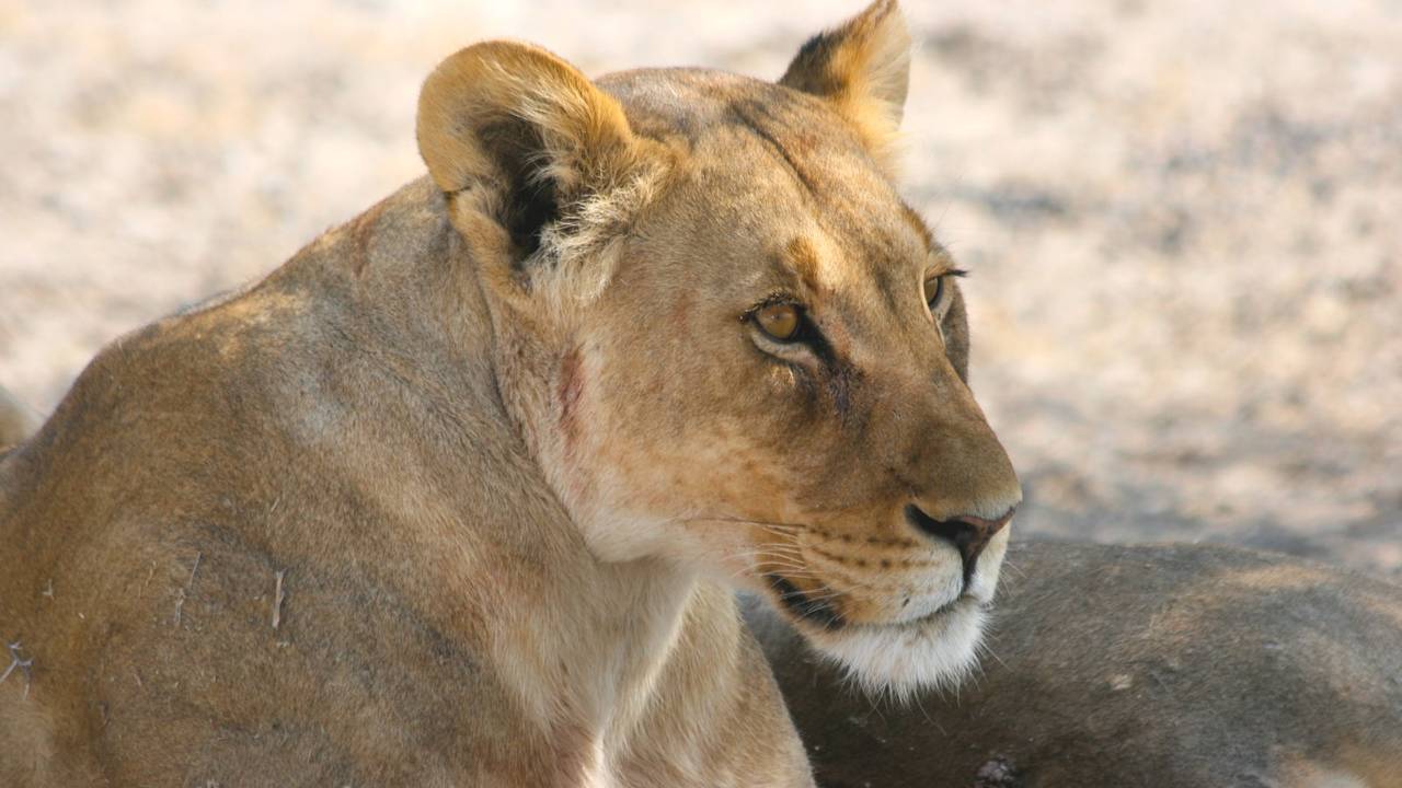 Leeuw in Namibië