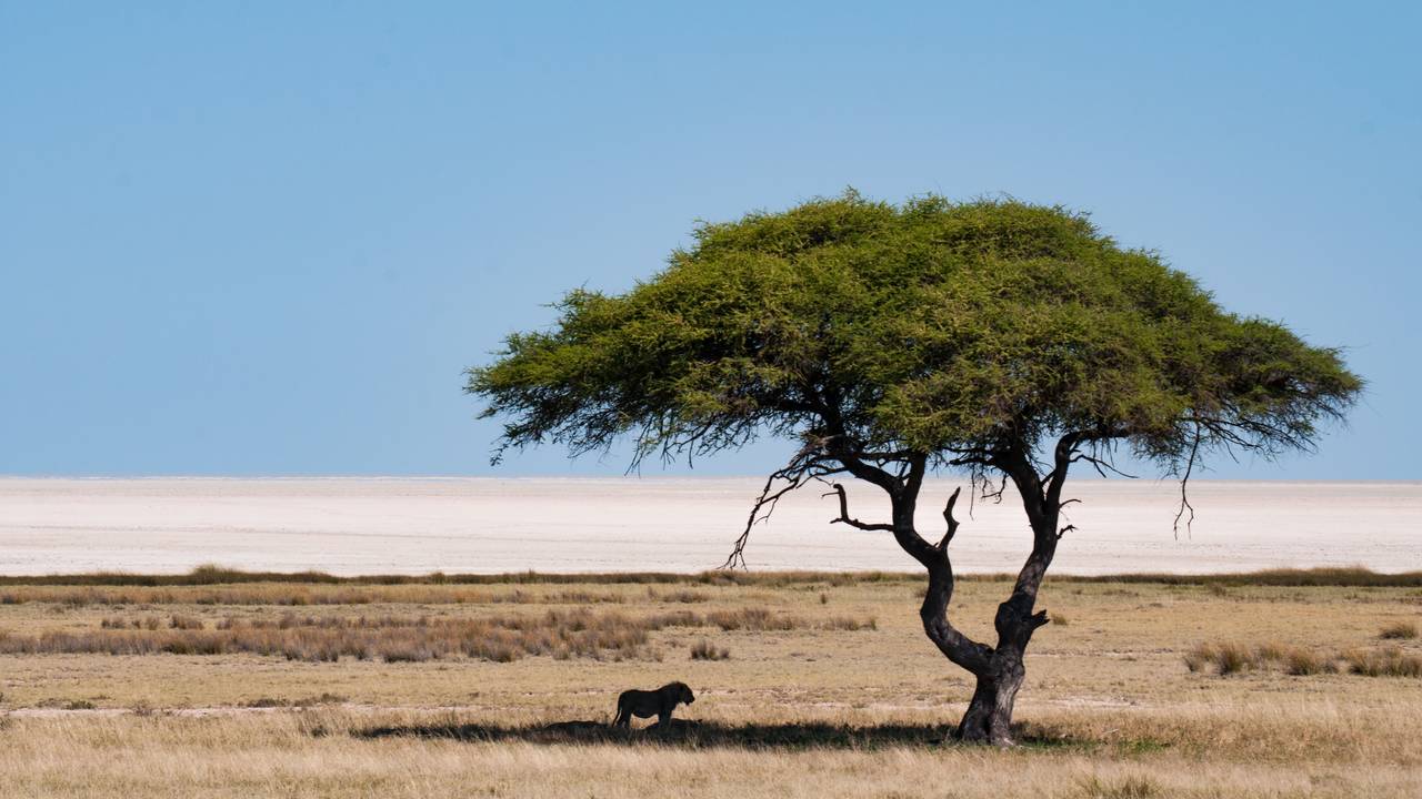 Etosha National Park