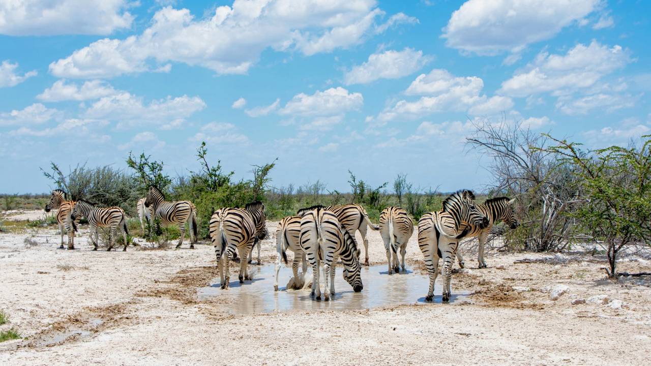 Zebra's in Etosha