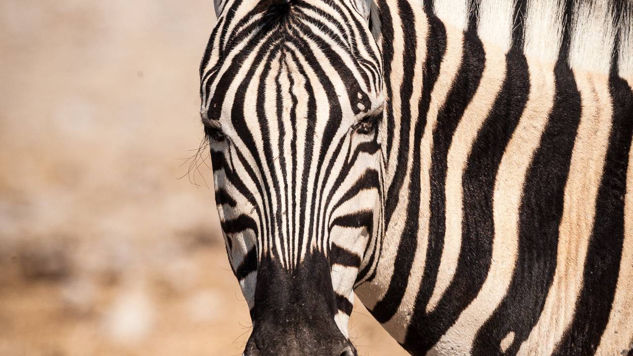 Zebra in Etosha