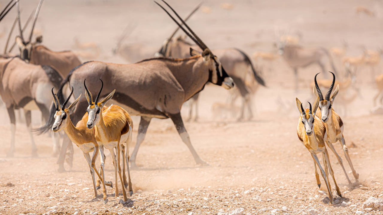 Etosha National Park