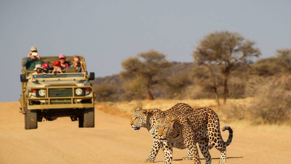 Luipaarden spotten in Okonjima