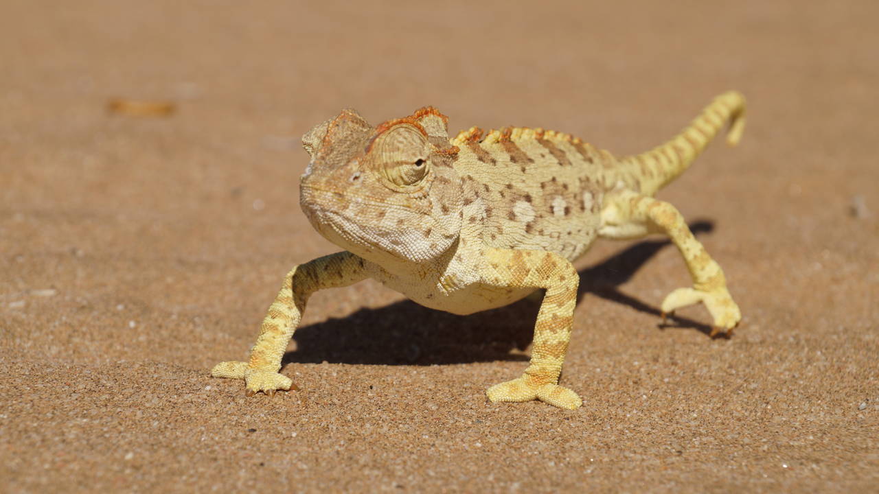 Living Desert Tour in de woestijn bij Swakopmund
