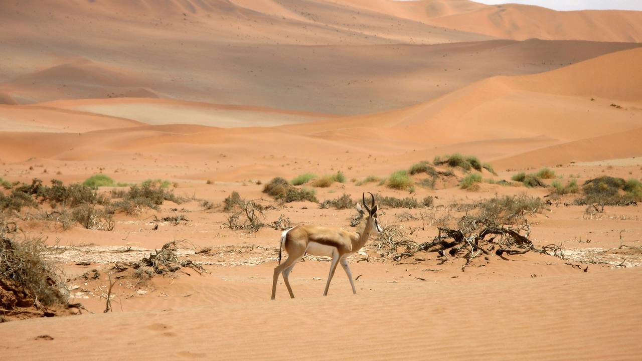 Gazelle in de Tiras Mountains