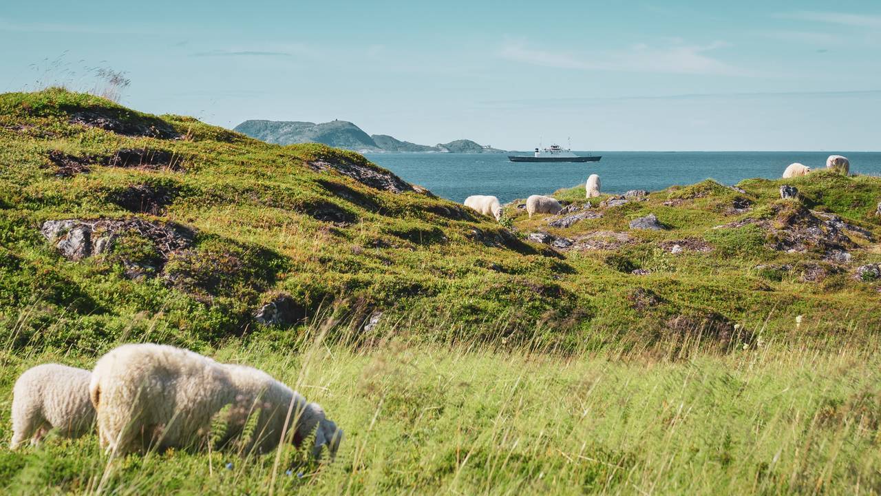 Schapen in Sommarøy
