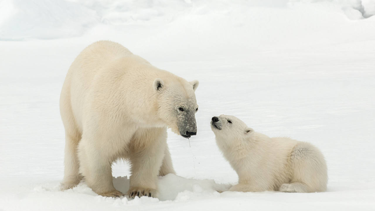 IJsberen op Spitsbergen
