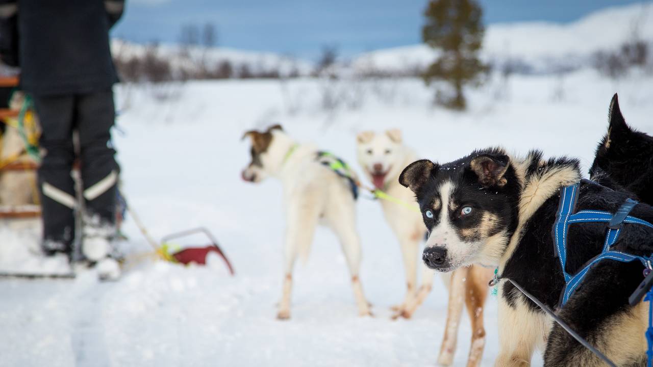 Husky's in Noorwegen