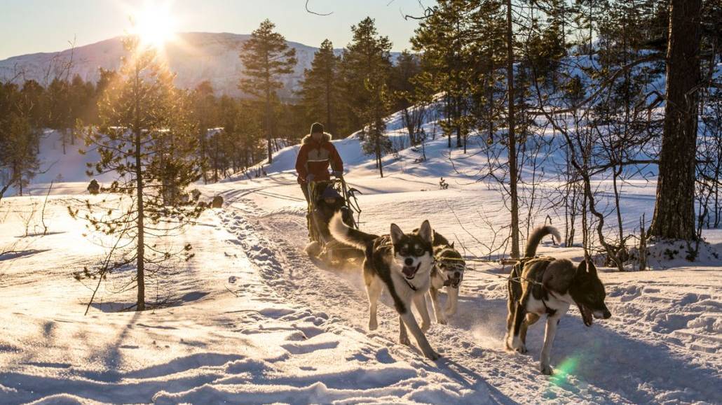 Husky tour, Malangen Resort