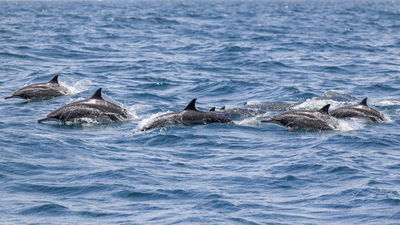 Dolfijnen spotten in Oman