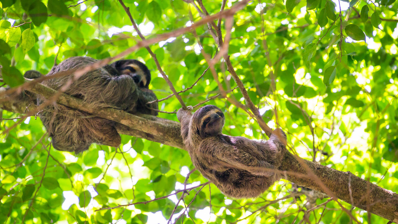 Luiaards in Bocas del Toro
