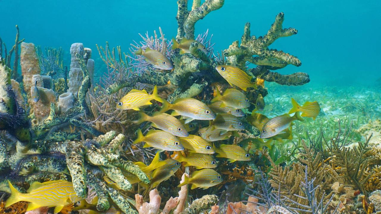 Onderwaterwereld bij Bocas del Toro