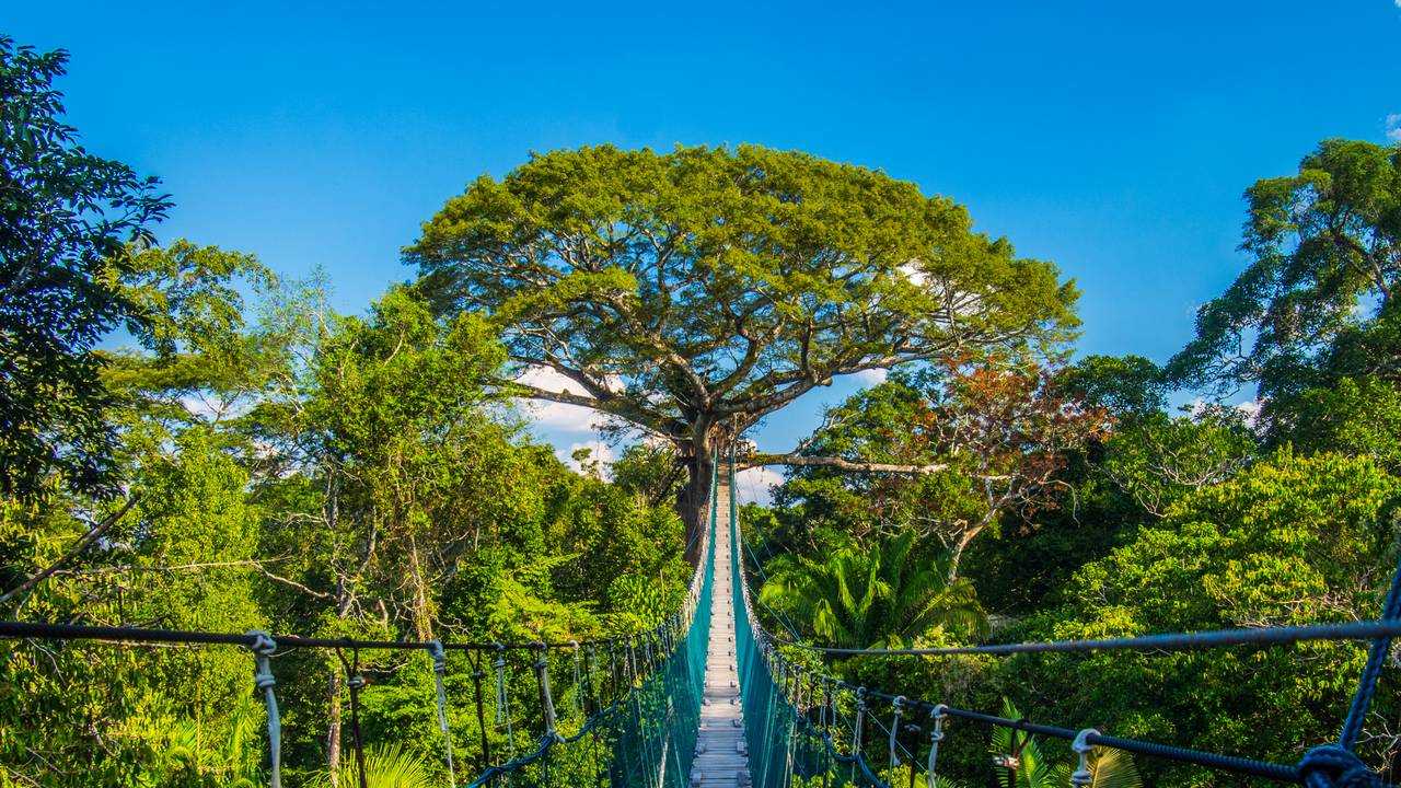 Hangbrug in de Amazone