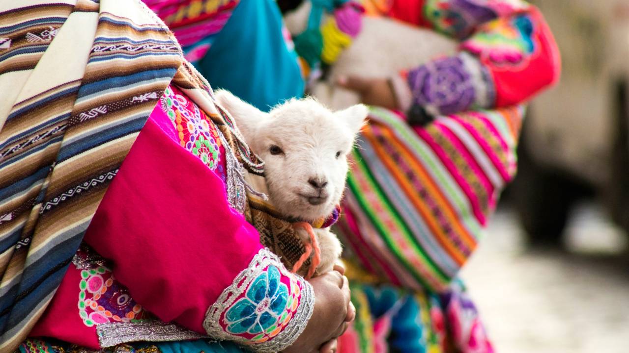 Baby lama in Peru