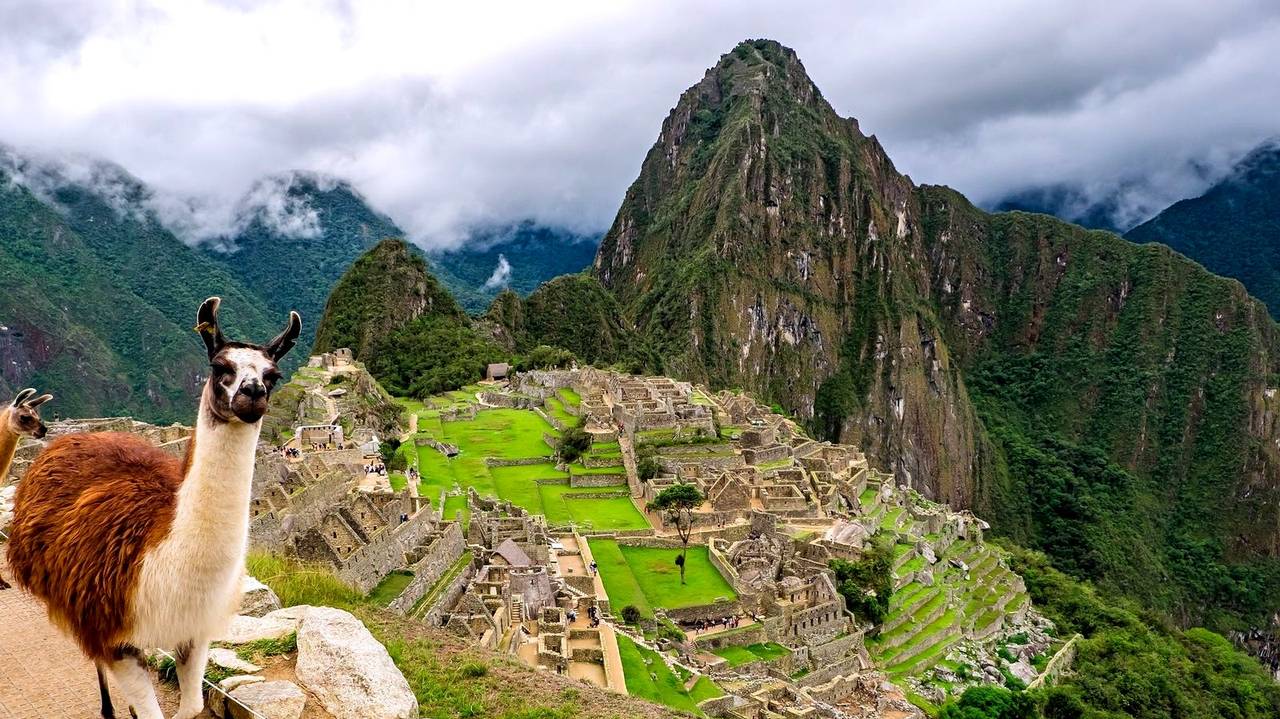 Lama bij Machu Picchu