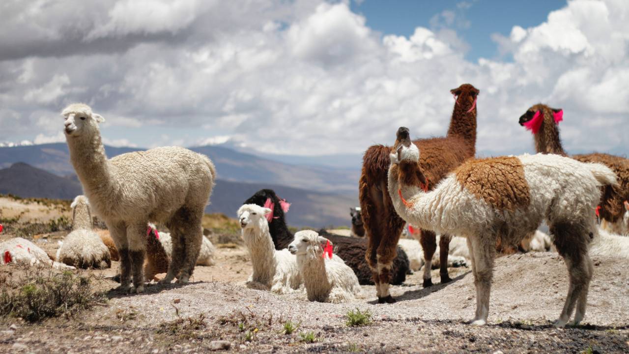 Alpaca's in de Colca Canyon