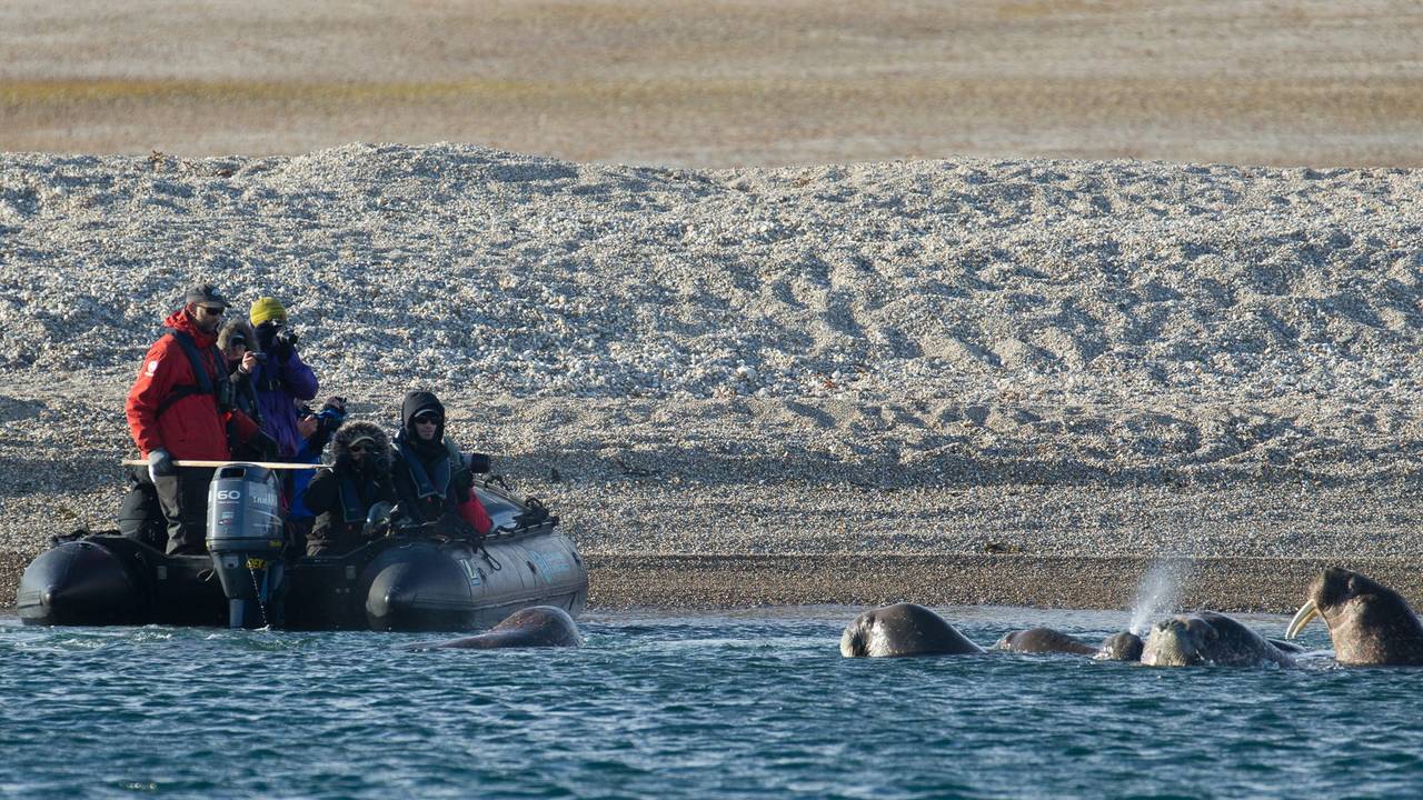 Zodiac excursie naar walrussen