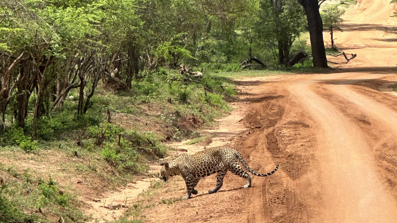 Luipaard in Yala National Park