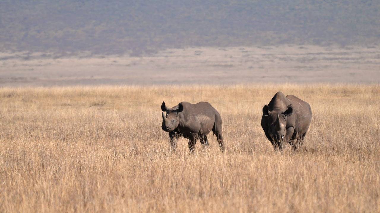 Neushoorns in Ngorongoro