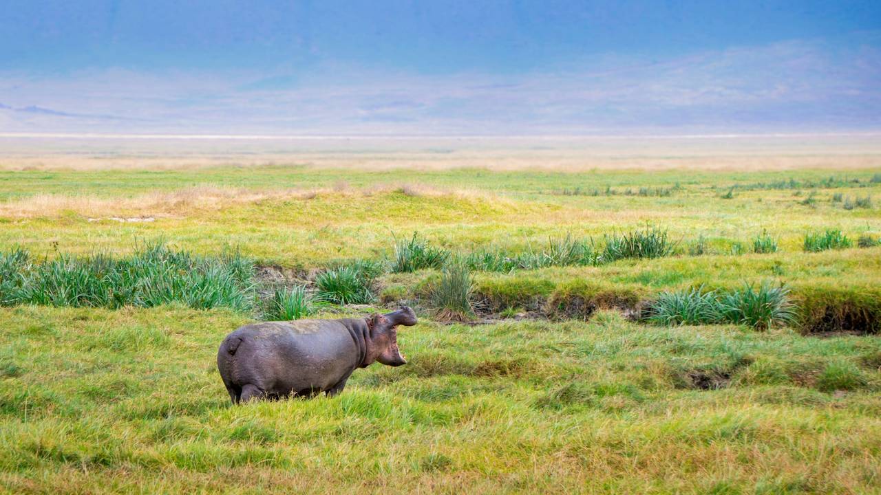 Nijlpaard in de Ngorongoro krater