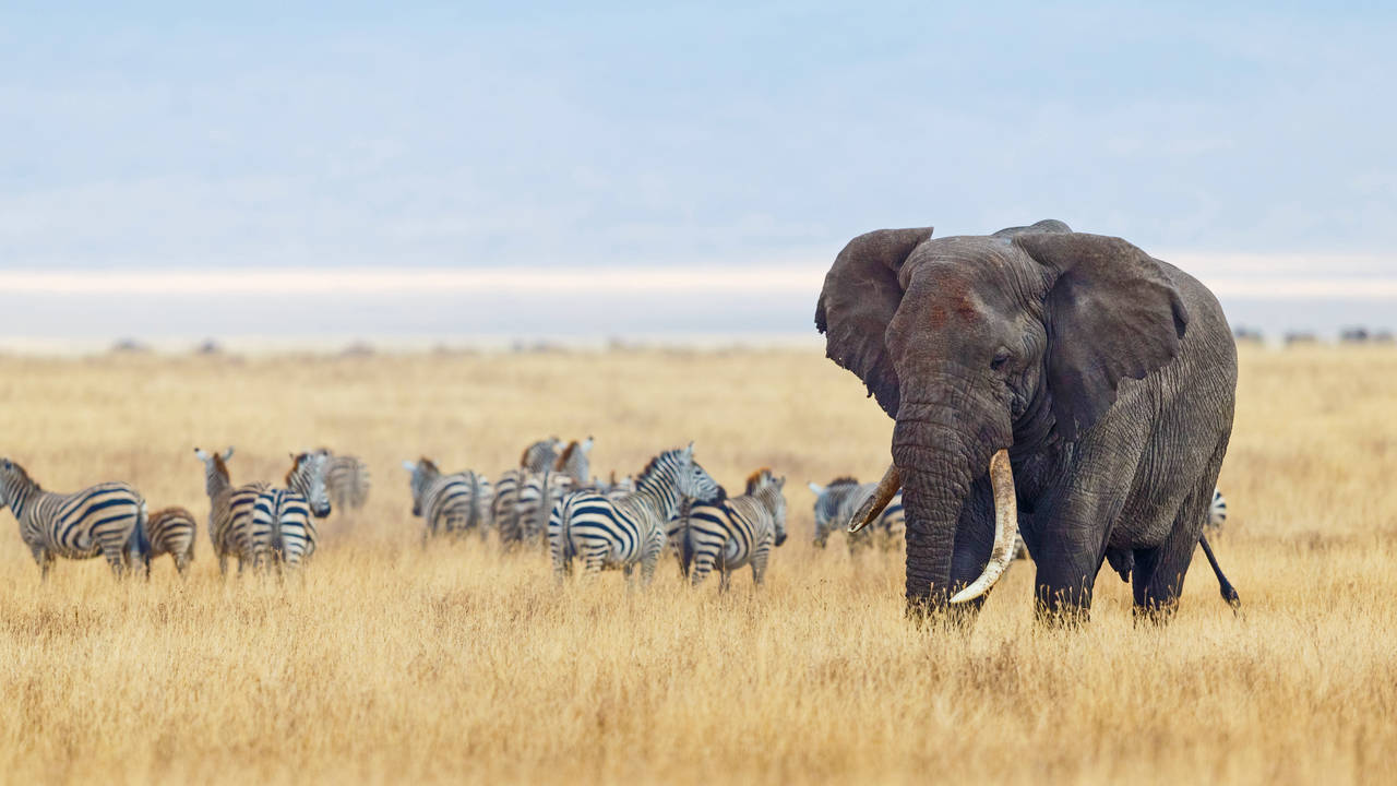 Op de savanne van Tanzania