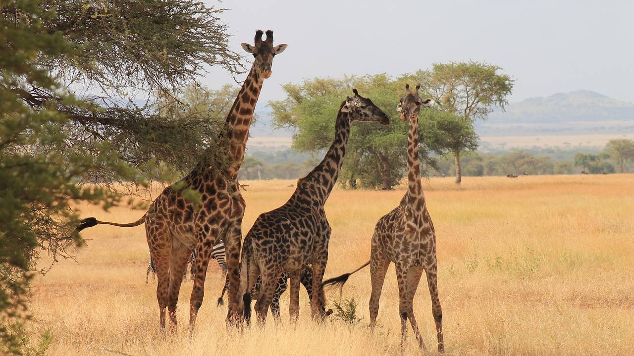 Giraffes