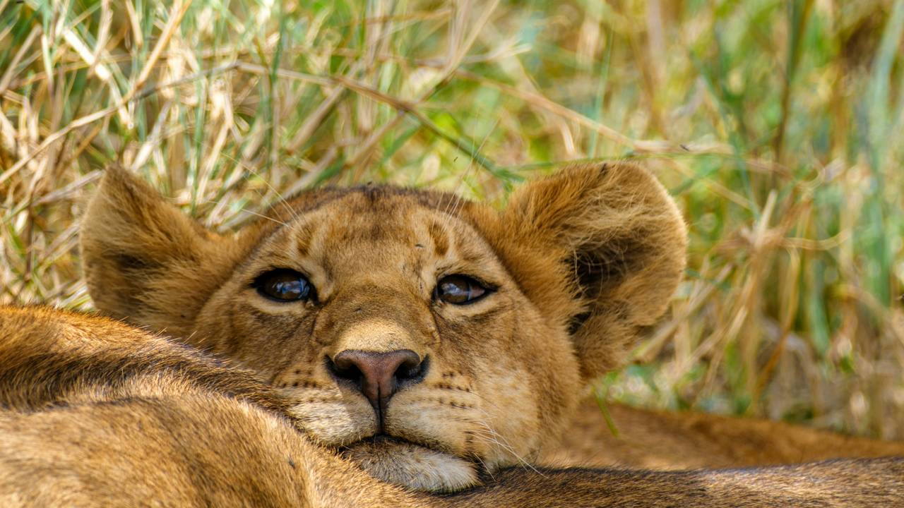 Welpje op de Serengeti