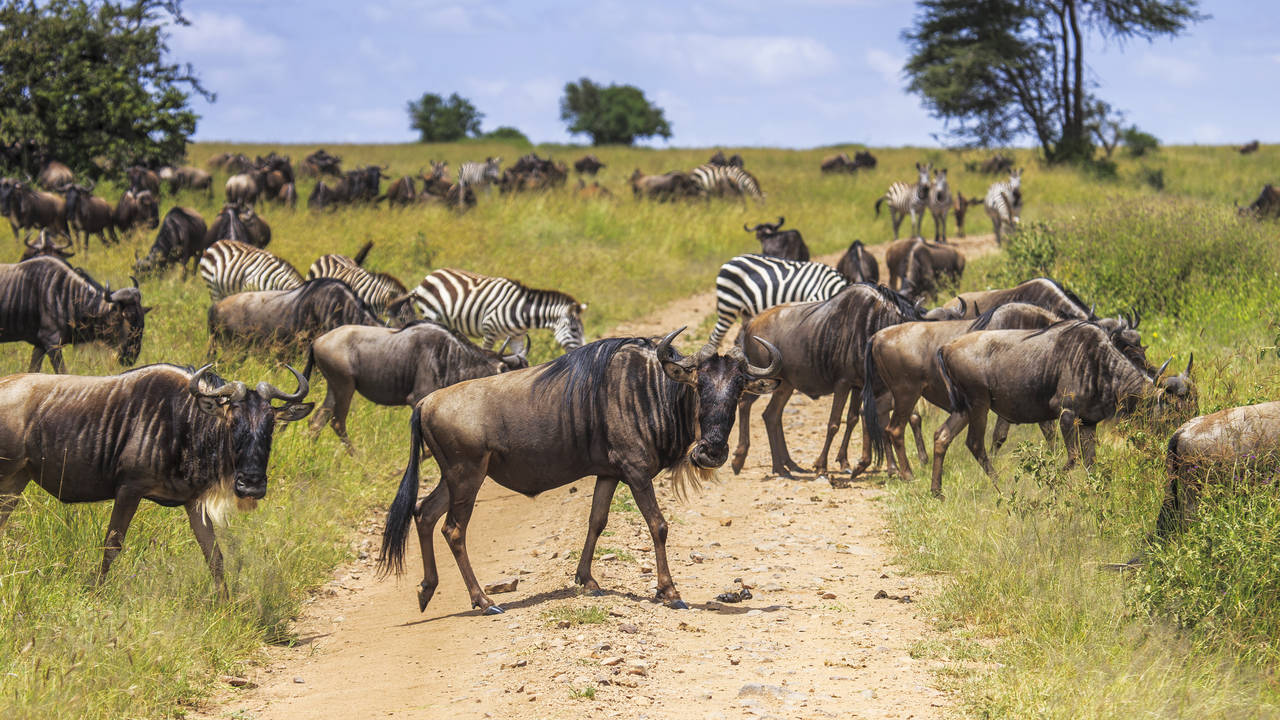 Grote Migratie in de Serengeti