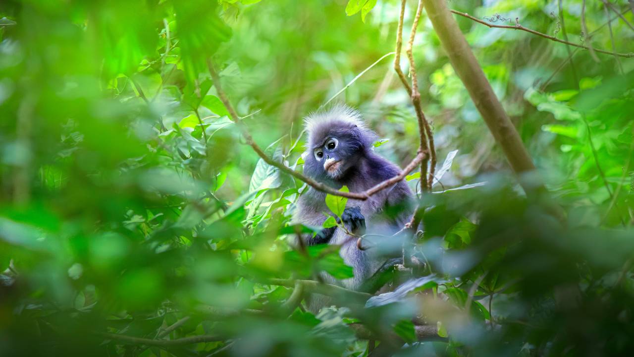 Aap in de jungle van Thailand